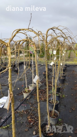 Карагана плачеща, Caragana arborescens pendula, снимка 13 - Градински цветя и растения - 52922912