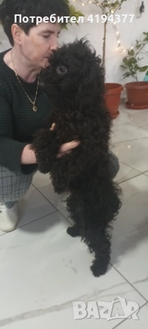 Той пудел , снимка 6 - Пудели - 52927350