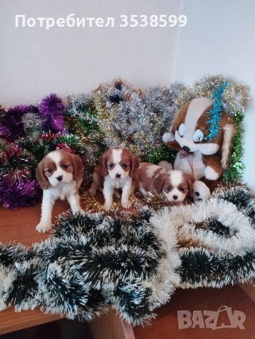 Кавалер Кинг Чарлз Шпаньол , снимка 3 - Кавалер кинг чарлз шпаньол - 52669127