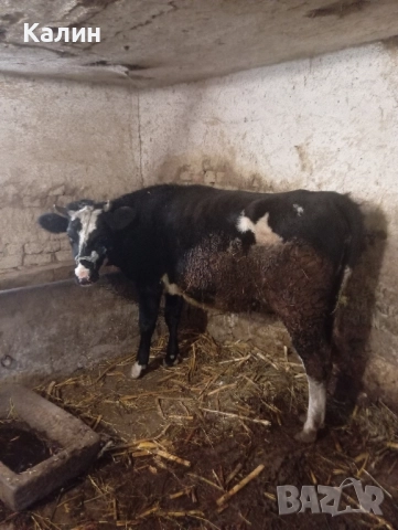 стелни юнички...