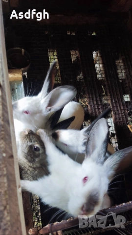 Зайци Калифорнийски зайци, снимка 7 - За гризачи - 51627208