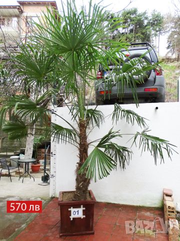 Студоустойчиви палми Трахикарпус в дървени саксии, снимка 2 - Градински цветя и растения - 45101748