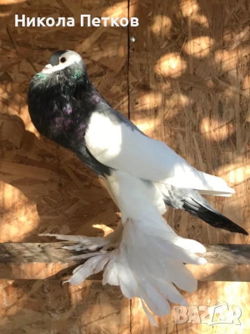 Седлати болани, снимка 6 - Гълъби - 52189433