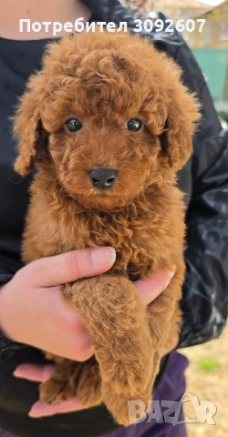 Пудели мъжки и женски, снимка 6 - Пудели - 54198471