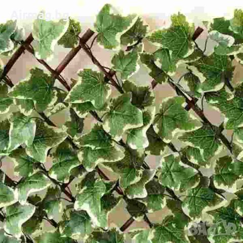 Декоративна ограда от Бяло/Зелен Бръшлян, снимка 1 - Огради и мрежи - 45434022