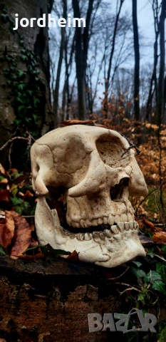 3D фентъзи черепи. 3D Fantasy realistic skulls dark fantasy, снимка 10 - Декорация за дома - 53940500