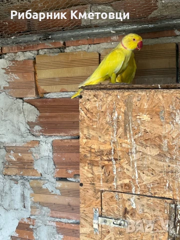 Малък Александър - двойки, снимка 2 - Папагали - 51115507