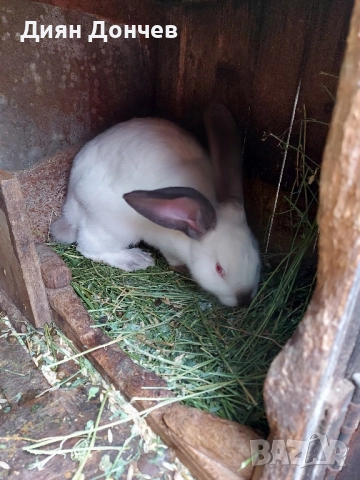 Продавам зайци , снимка 5 - Други животни - 51750940