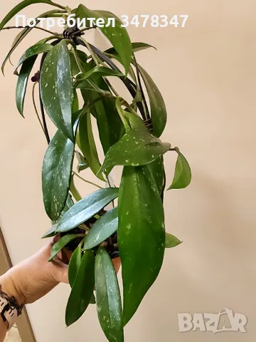 Хоя Pubicalyx Silver Pink, снимка 2 - Стайни растения - 49879821