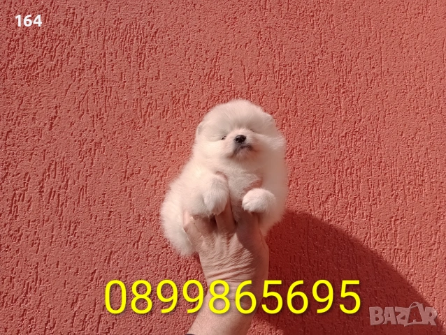 Женски Померани. Реални снимки от 22.02.26 г. , снимка 4 - Померан - 53582642