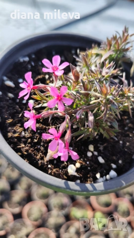  Флокс Scarlet Flame, почвопокривен, многогодишен, студоустойчив, снимка 7 - Градински цветя и растения - 53865758