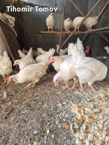 продавам ярки легхорн , снимка 3 - Кокошки и пуйки - 53679460