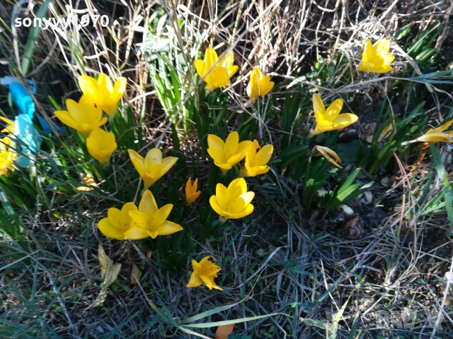 ГРЪМ ОТ ГРАДИНСКИ ЦВЕТЯ ЗА ЦЯЛА ЛЕХА 25ЛВ 1910251933, снимка 3 - Градински цветя и растения - 52109825