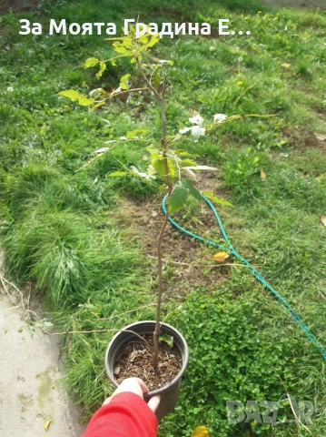 Офика, снимка 6 - Градински цветя и растения - 54020730