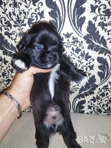 Чистокръвни Пекинези!!, снимка 9 - Пекинез - 52438303