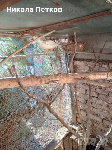 Патета мандаринки , снимка 3 - други­ - 52777386