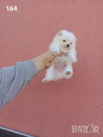 Померани. Белички. Реални снимки !!!, снимка 5 - Померан - 52926285