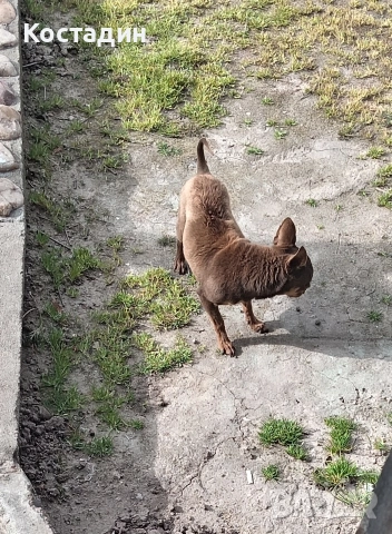 Чихуа пинчер , снимка 10 - Пинчер - 53896388