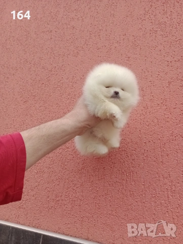 Бели мини Померани. Реални снимки !!!, снимка 17 - Померан - 53905156