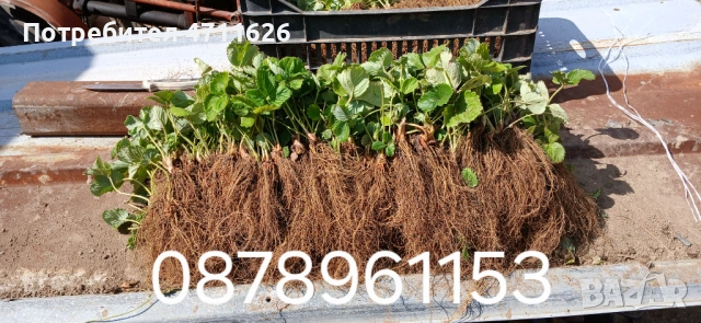 Разсад ягоди и малини , снимка 17 - Разсади - 53133393