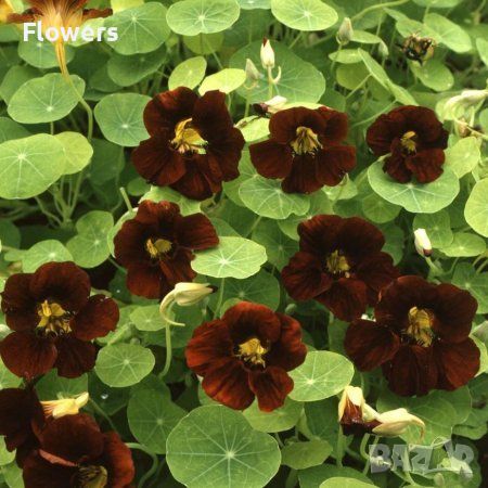 Семена черна латинка каскадна  5 бр за 2 лв, снимка 1 - Градински цветя и растения - 46162554