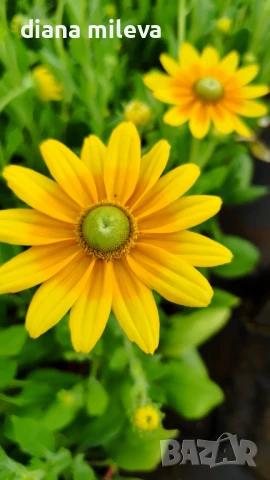 Рудбекия Слънцето на прерията, Rudbeckia Prairie sun, снимка 1