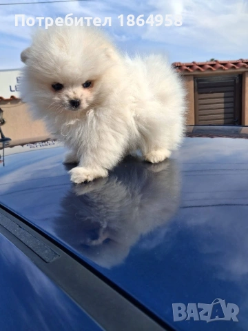 Бебета ПОМЕРАН Доставка, снимка 2 - Померан - 53765257