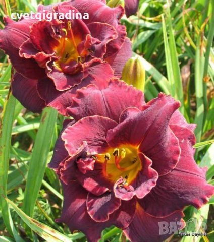 Hemerocallis Night Embers(Хемерокалис Нощна жарава), снимка 2 - Градински цветя и растения - 46201404