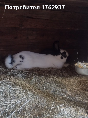 Немски пъстър великан ПЕПЕРУДА, снимка 14 - Други - 30432552