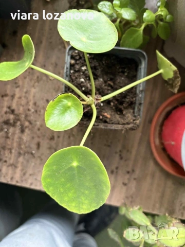 Различни цветя, снимка 11 - Стайни растения - 53278464