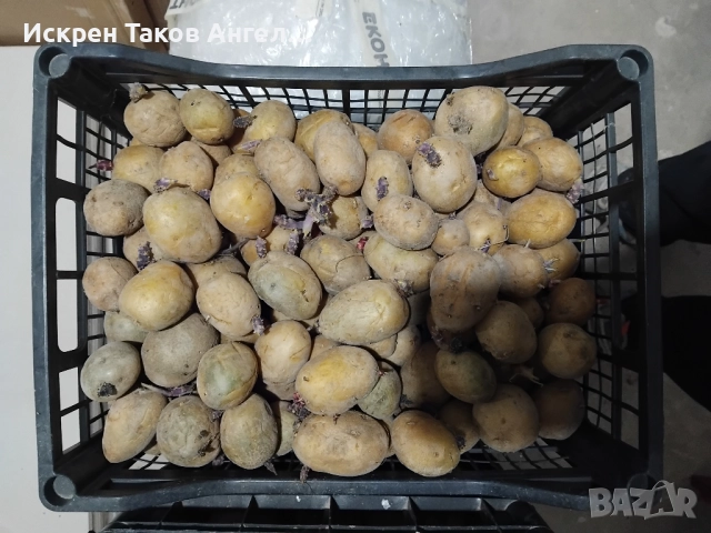 Картофи сорт Актрис, снимка 2 - Разсади - 52958008