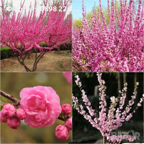 Японска Слива- Prunus triloba Студоустойчива, снимка 4 - Разсади - 45162690