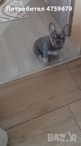 Френски булдог, снимка 3 - Френски булдог - 53830672
