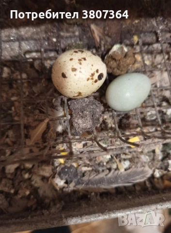 Яйца от пъдпъдъци разплодни и за консумация , снимка 13 - други­ - 52701949