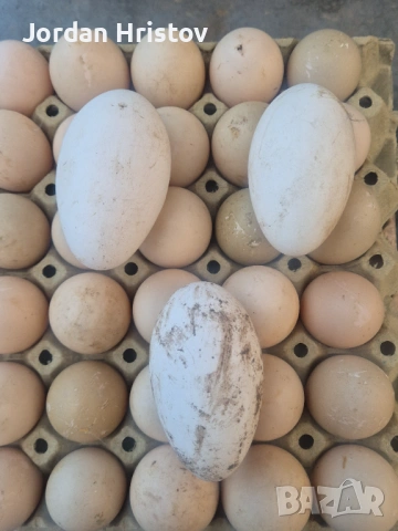 Продавам гъски патици и пуйки , снимка 11 - Патици и гъски - 53964312