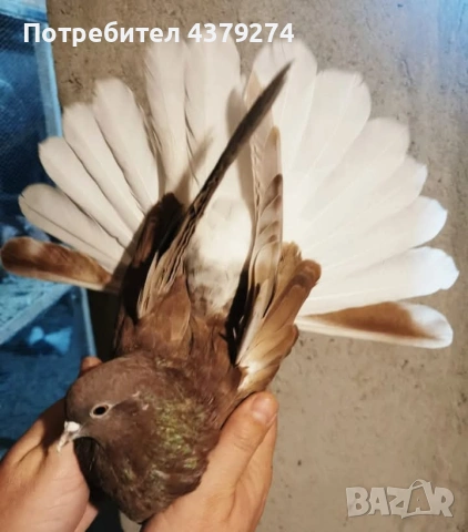 Николаевски пеперуди, снимка 3 - Гълъби - 54031886