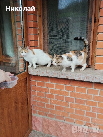 Подарявам две котки, снимка 2 - Други - 54301938