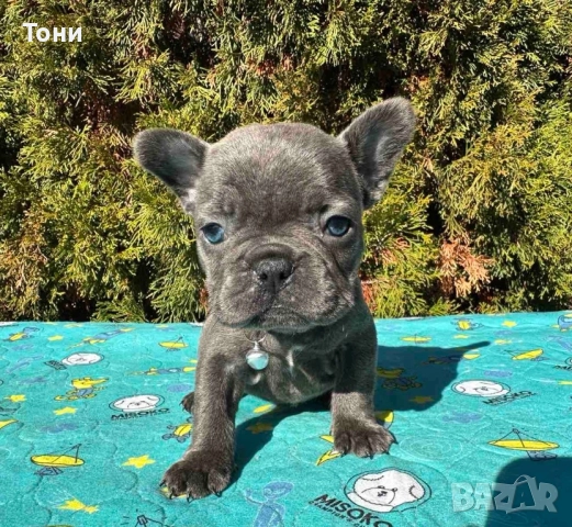 Френски Булдог French Bulldog Blue, снимка 2 - Френски булдог - 52380915