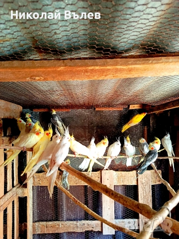 Корели , снимка 2 - Папагали - 53912143