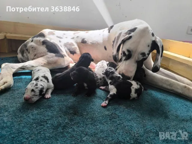 Немски дог, снимка 1