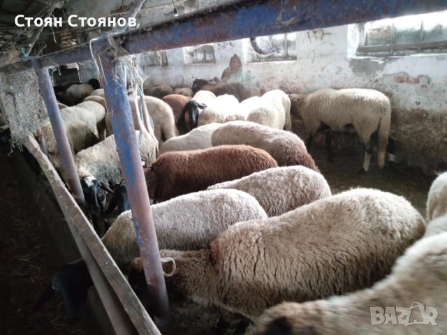 Продавам  овце и кочове, снимка 2 - Овце - 49405910
