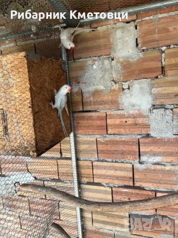 Малък Александър - двойки, снимка 3 - Папагали - 51115507