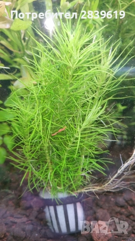 Аквариумни растения , снимка 8 - Рибки - 52689013