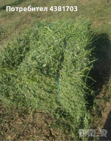 Продавам бали люцерна