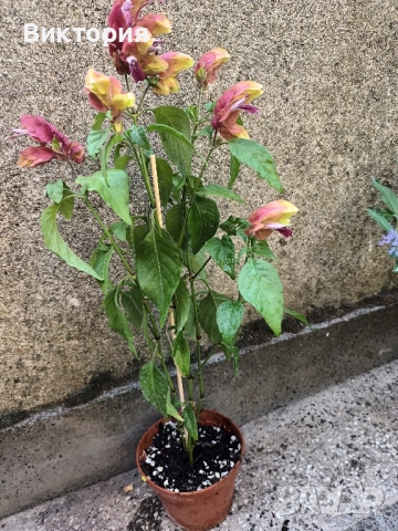 Белопероне /скаридено цвете/, снимка 4 - Стайни растения - 51711048