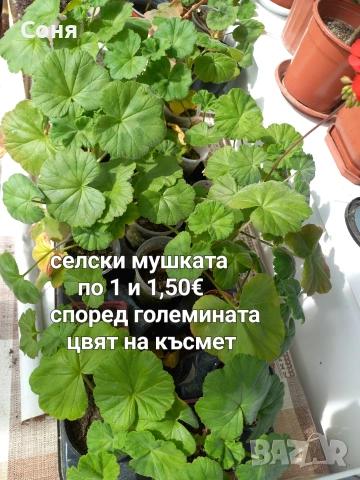 Мушкато , снимка 3 - Градински цветя и растения - 53679174