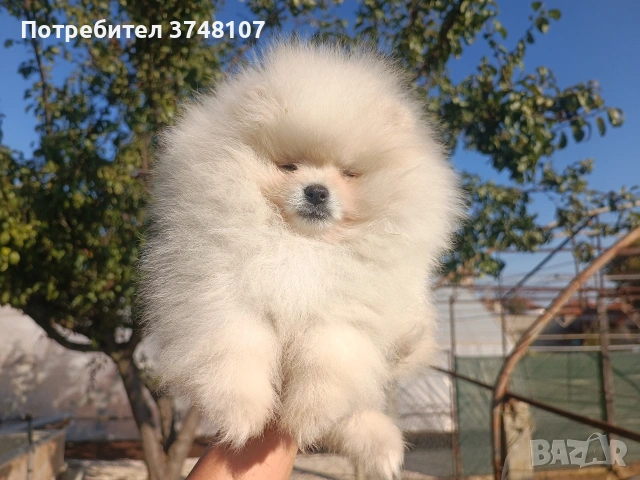 Померан/Померани, снимка 2 - Померан - 52920016