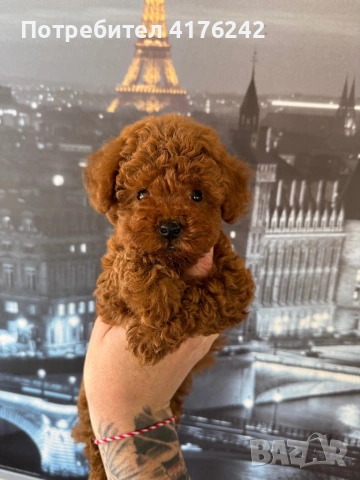 Пуделчета,той., снимка 5 - Пудели - 52576651