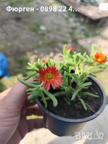  Делосперма лилава / Delosperma Cooperi table mountain / Налични 3 цвята, снимка 10 - Разсади - 49967255