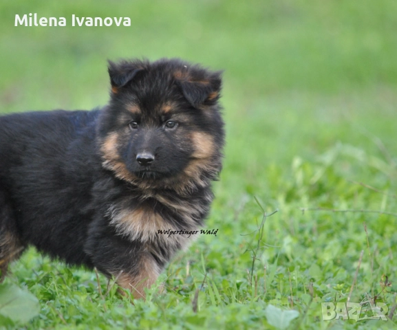 Легитимен развъдник разполага с кученца с дълъг косъм , снимка 11 - Немска овчарка - 52635144